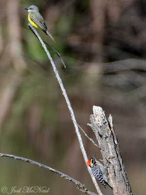 Western Kingbird and Ladder-backed Woodpecker