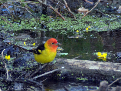 male Western Tanager