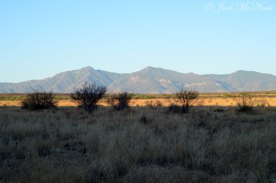view of Mule Mountains from San Pedro River