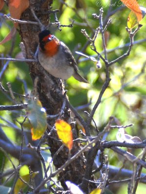 Red-faced Warbler: Cardellina rubrifrons
