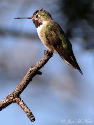 Broad-tailed Hummingbird: Selasphorus platycercus