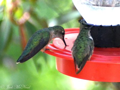 Calliope Hummingbird: Selasphorus calliope (Broad-tailed Hummingbird to the left)