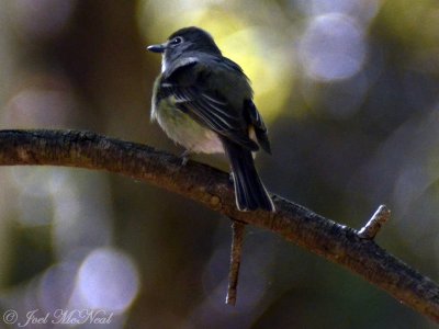 Plumbeous Vireo: Vireo plumbeus