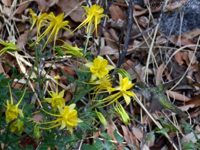 female Magnificent Hummingbird on Golden Columbine (Aquilegia chrysantha)