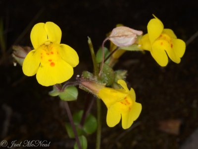 Seep Monkeyflower: Mimulus guttatus