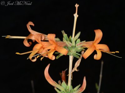 Thurber's Desert Honeysuckle: Anisacanthus thurberi