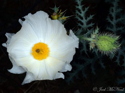 Southwestern Prickly Poppy: Argemone pleiacantha