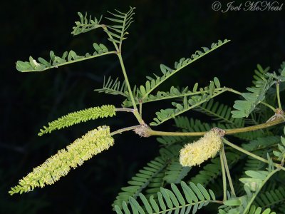 Velvet Mesquite: Prosopis velutina