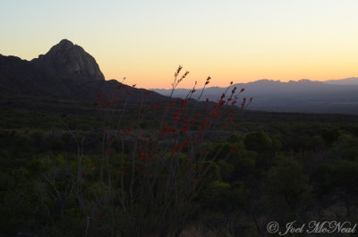 Ocotillo and mountains at sunset