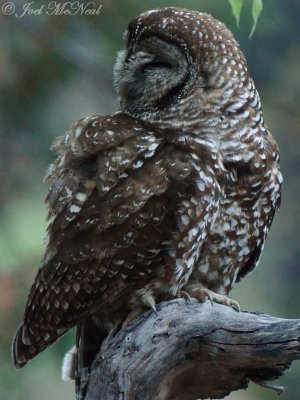 Spotted Owl (Mexican)