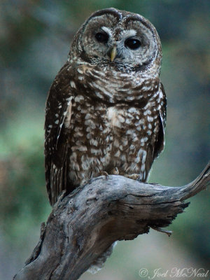 Spotted Owl (Mexican)