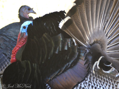 gobbler and hen Wild Turkey: Meleagris gallopavo