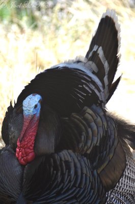 gobbler Wild Turkey: Meleagris gallopavo