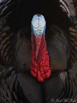 gobbler Wild Turkey: Meleagris gallopavo