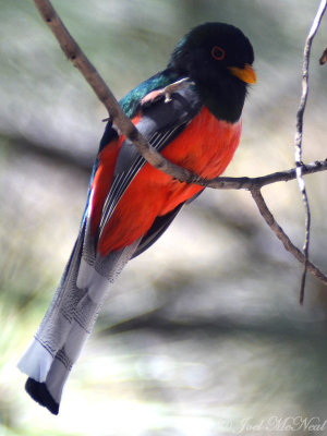 male Elegant Trogon showing heterodactyl toes