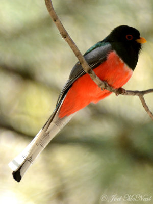 male Elegant Trogon