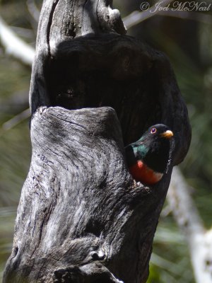 male Elegant Trogon at cavity