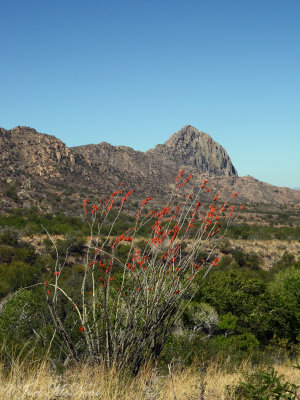 Ocotillo and mountains