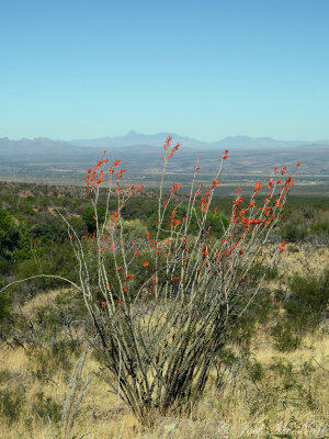 Ocotillo: Fouquieria splendens