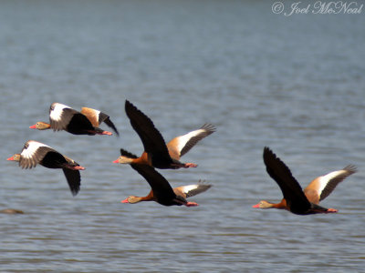Black-bellied Whistling-Ducks: Santa Cruz Co., AZ