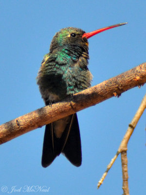 Hummingbirds & Swifts