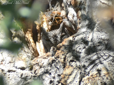 Western Screech-Owl: Megascops kennicottii