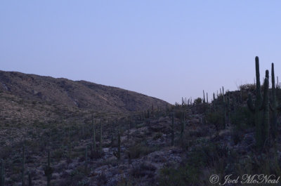 Saguaro scenery