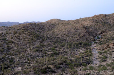 Saguaro scenery