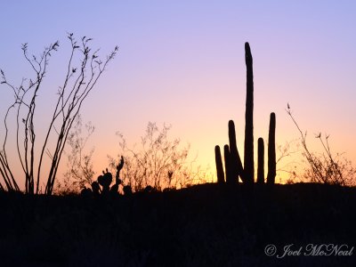 Sunset behind Ocotillo, Prickly Pear, and Saguaro