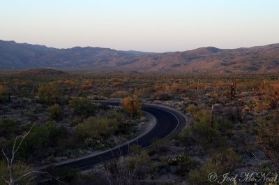 Saguaro scenery