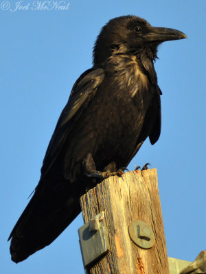 Chihuahuan Raven