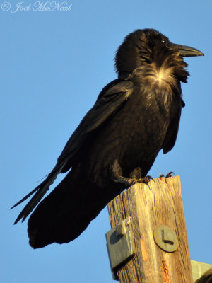 Chihuahuan Raven