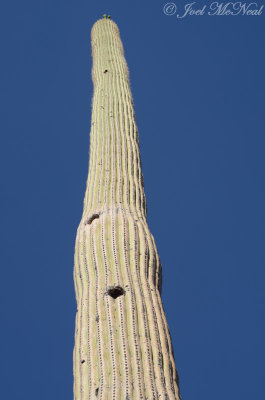 Saguaro with Gilded Flicker cavities