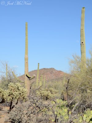 Saguaro scenery