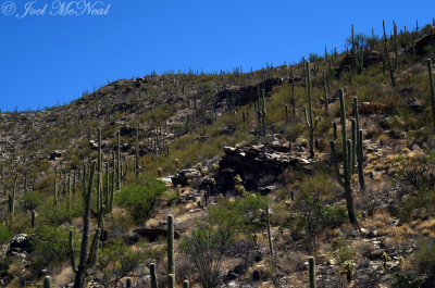 Saguaro-covered Santa Catalina foothills