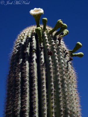 Giant Saguaro: Carnegiea gigantea