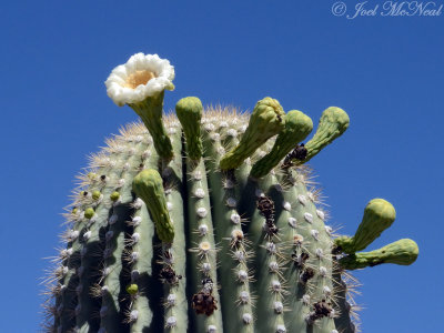 Giant Saguaro: Carnegiea gigantea