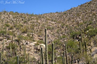 Saguaro-covered Santa Catalina foothills