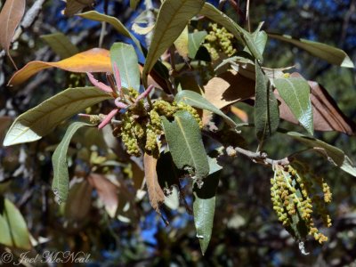 Silverleaf oak:  Quercus hypoleucoides