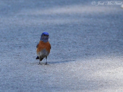 male Western Bluebird