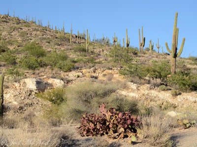 Saguaros and Opuntia santa-rita