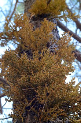 Pineland Dwarf Mistletoe: Arceuthobium vaginatum
