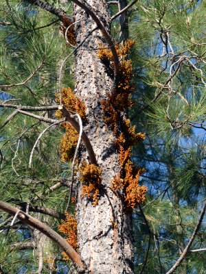 Pineland Dwarf Mistletoe: Arceuthobium vaginatum