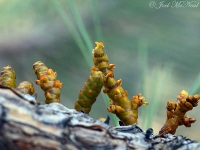 Pineland Dwarf Mistletoe: Arceuthobium vaginatum