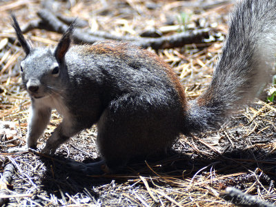 Abert's Tassel-eared Squirrel