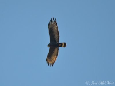 Zone-tailed Hawk: Buteo albonatus