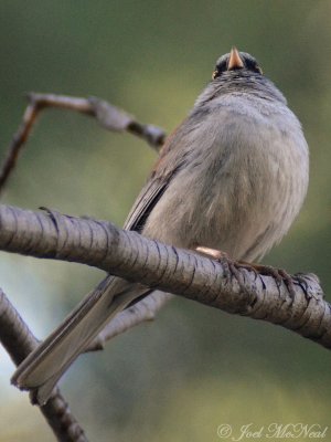 Yellow-eyed Junco