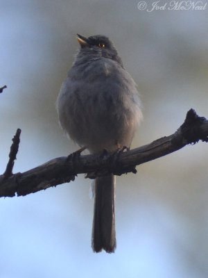 Yellow-eyed Junco