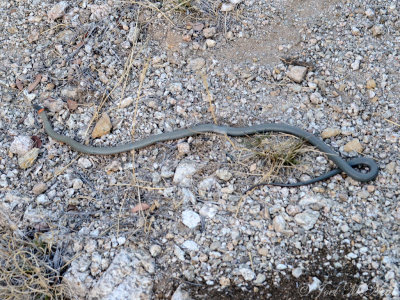 Regal Ringneck Snake