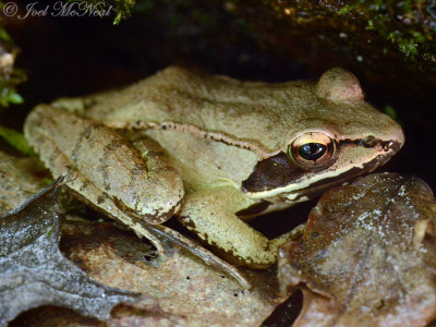 Wood Frog: Rana sylvatica
